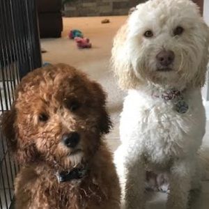 Meet your Posher, Talen